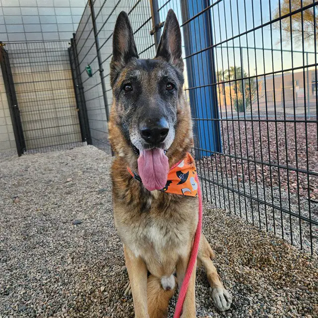 Theodore - German Shepherd Dog