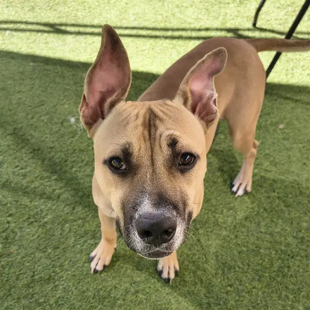 Squiggles - American Pit Bull Terrier
