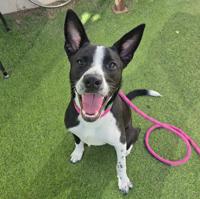 Scout - American Pit Bull Terrier