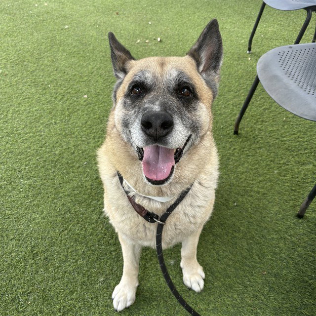 SAM