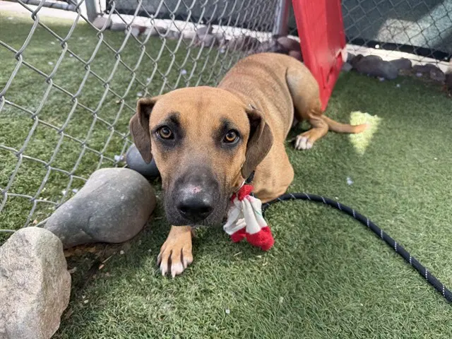 Maelle - Carolina Dog