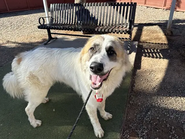 Esquie - Great Pyrenees