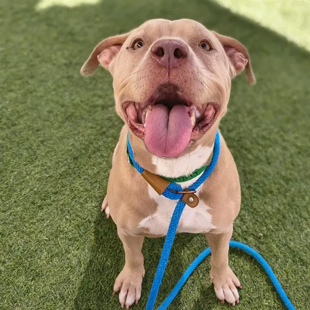 Baby Dog - American Pit Bull Terrier