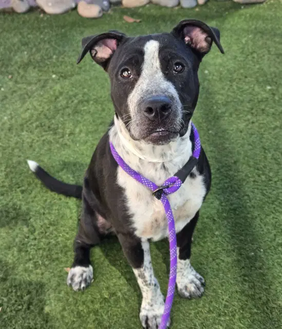Reyna - American Staffordshire Terrier