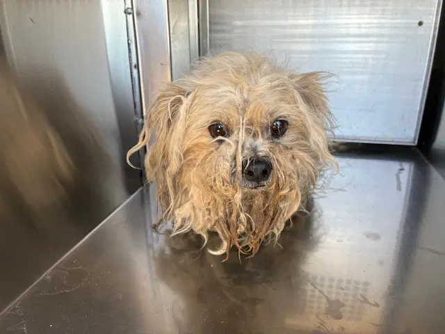 Biscuit - Maltese