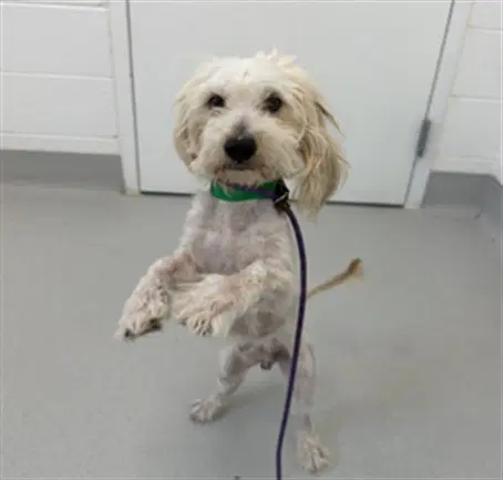 Flynn - Shih Tzu