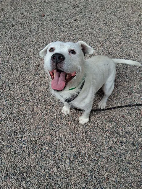 Petey - American Pit Bull Terrier
