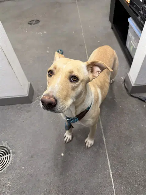 Dawsyn - American Pit Bull Terrier