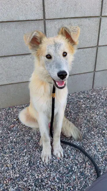 Butterpup - Husky