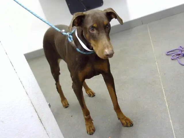 Smiley - Doberman Pinscher
