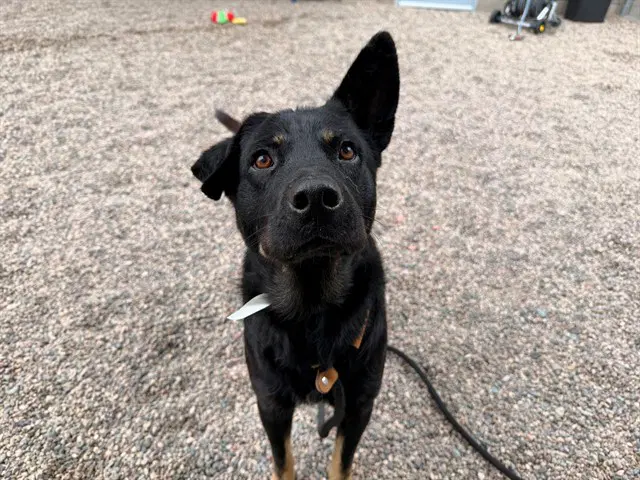 Samhain - German Shepherd Dog