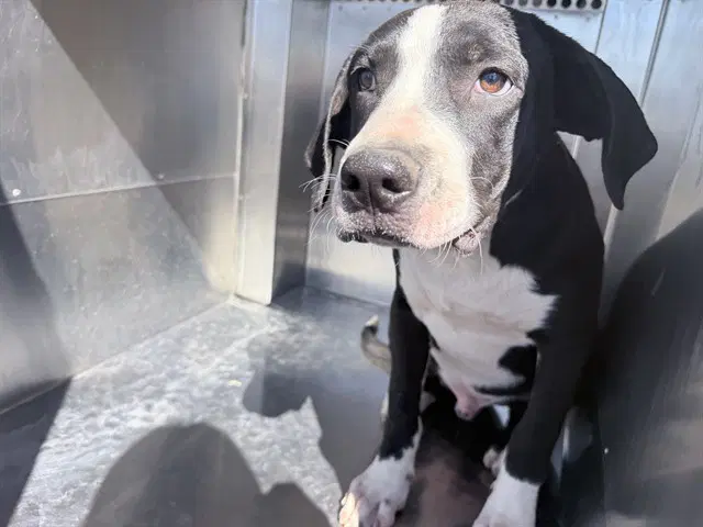Chester - American Pit Bull Terrier