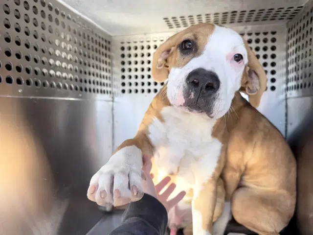 Timmy - American Pit Bull Terrier