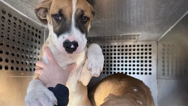 Trixie - American Pit Bull Terrier