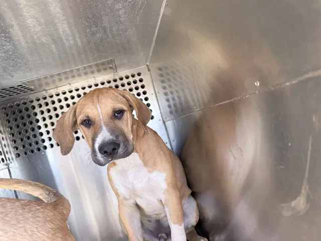 Cosmo - American Pit Bull Terrier