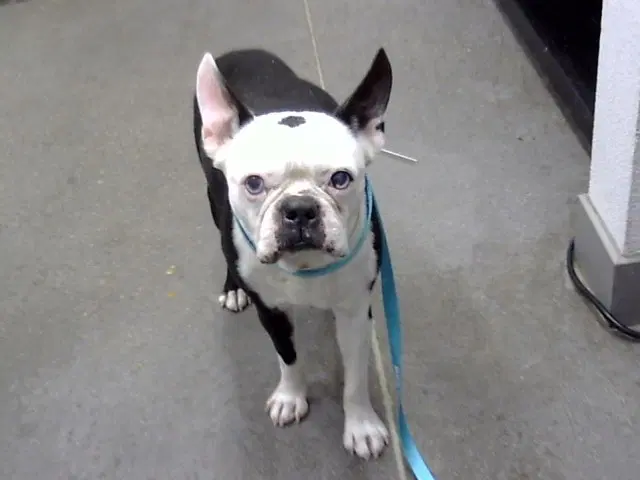 Rondo - Boston Terrier