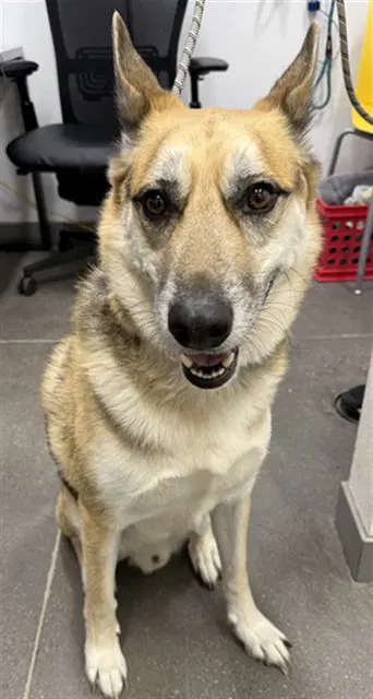 Beauregard - German Shepherd Dog