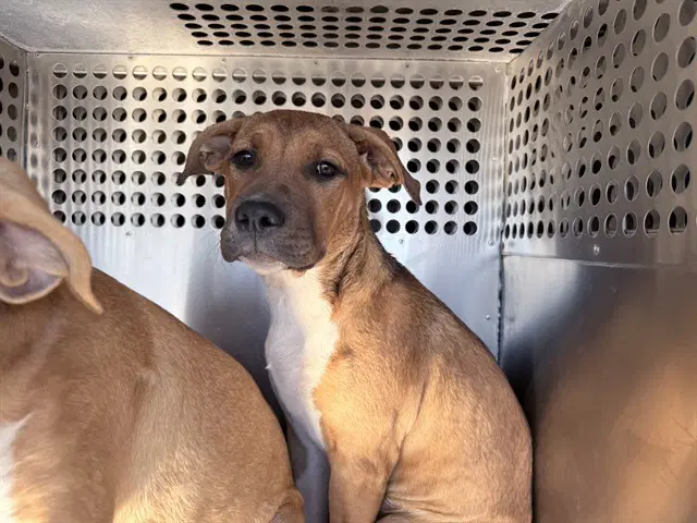 Wanda - American Pit Bull Terrier