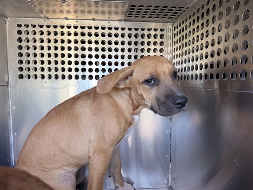 Vicky, American Pit Bull Terrier / Mixed (medium coat)