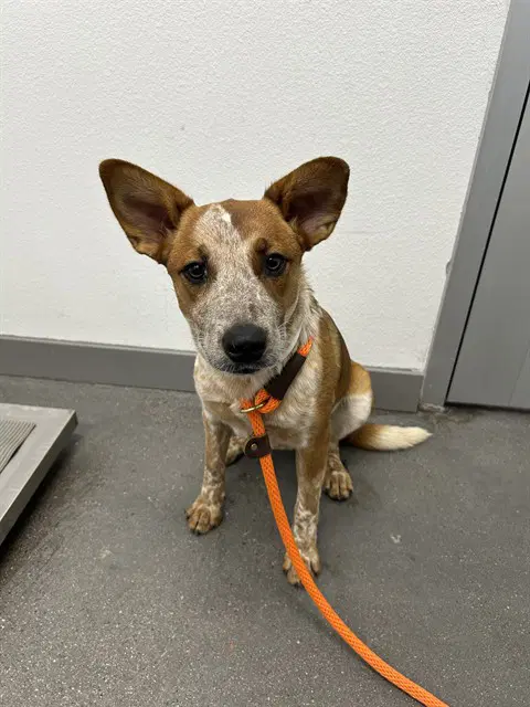 Reba - Australian Cattle Dog/Blue Heeler