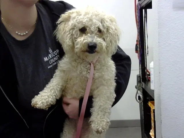 Floofi - Poodle (Toy)