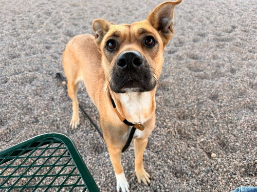 Frida, American Pit Bull Terrier / Mixed (medium coat)