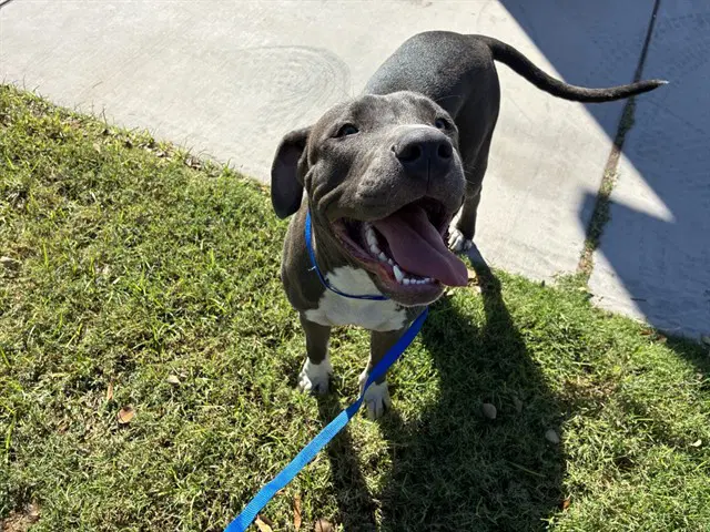 Frankie - American Pit Bull Terrier
