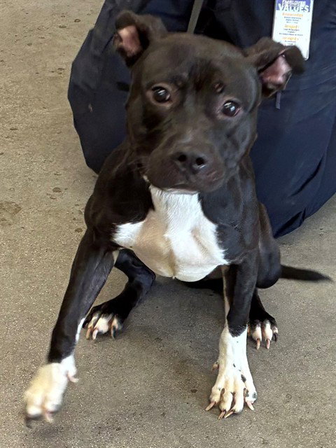 Chili, American Pit Bull Terrier / Mixed (medium coat)