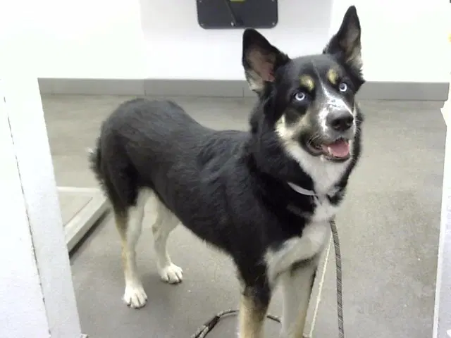 Mousse - Siberian Husky