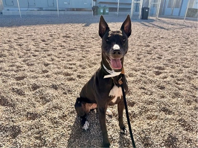 Kaia