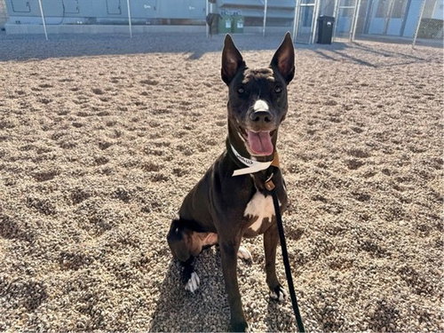 Kaia, American Pit Bull Terrier / Mixed (medium coat)