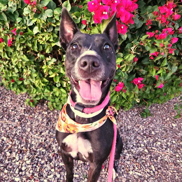 Kaia - American Pit Bull Terrier