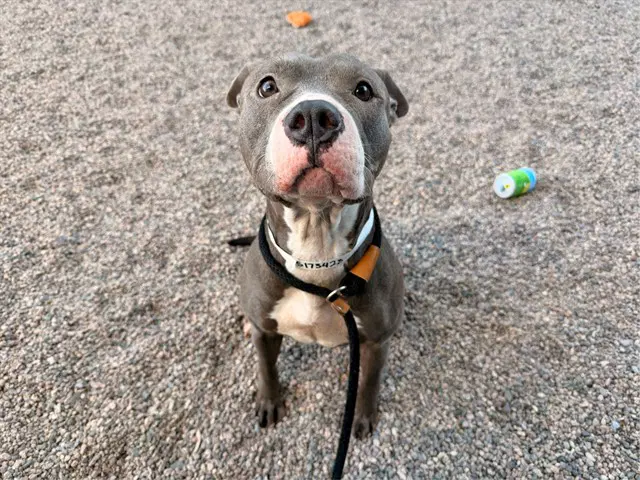 Peach - American Pit Bull Terrier