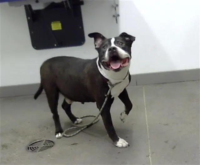 Bronx - American Pit Bull Terrier