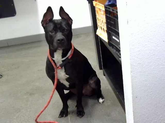 Betty Boop - American Pit Bull Terrier