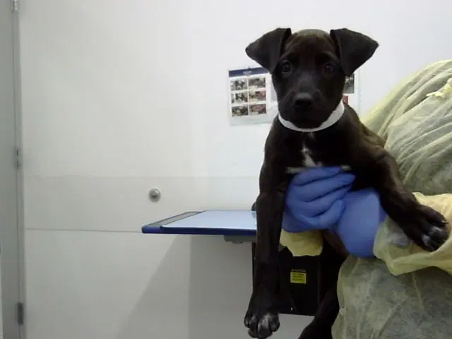 Tootsie - American Pit Bull Terrier