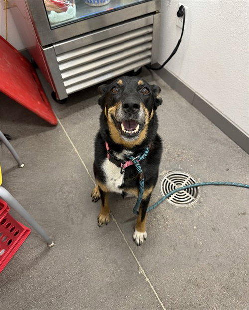 Monkey, German Shepherd Dog (medium coat)