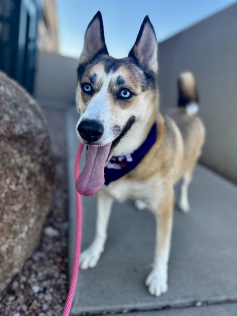 Stella