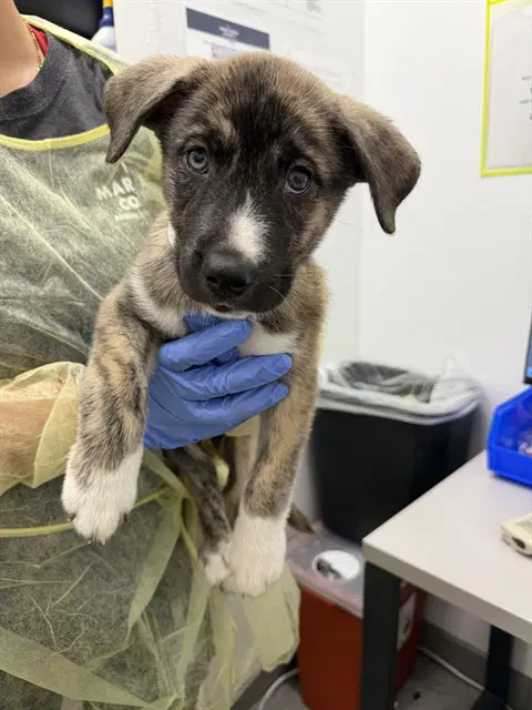 Lebron - Dutch Shepherd