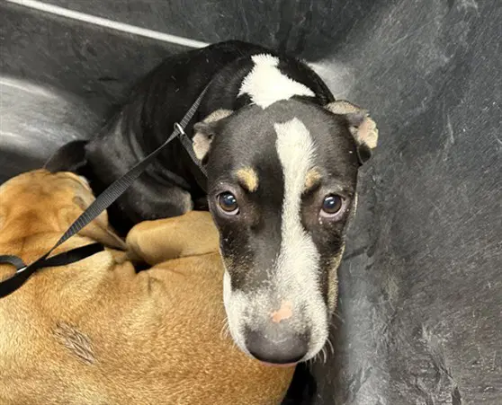 Rodney - American Pit Bull Terrier