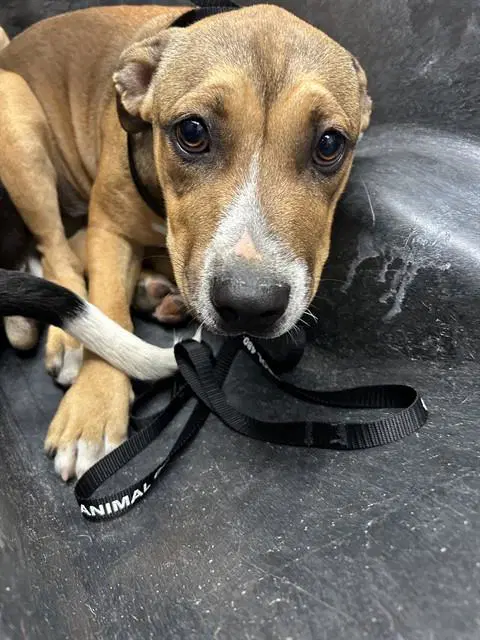 Quinn - American Pit Bull Terrier