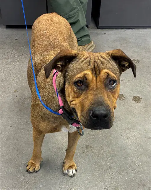 Kellie - American Pit Bull Terrier