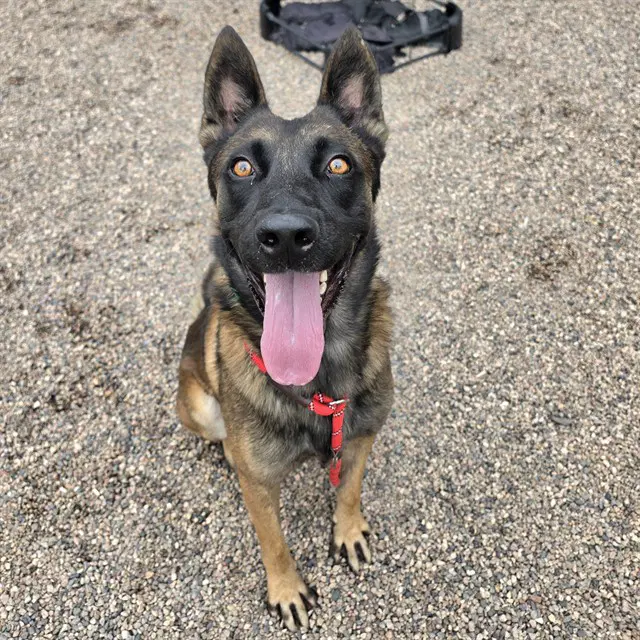 Carlson - Belgian Shepherd Malinois