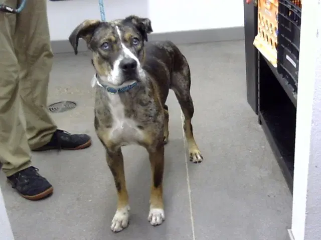Handsome - Catahoula Leopard Dog