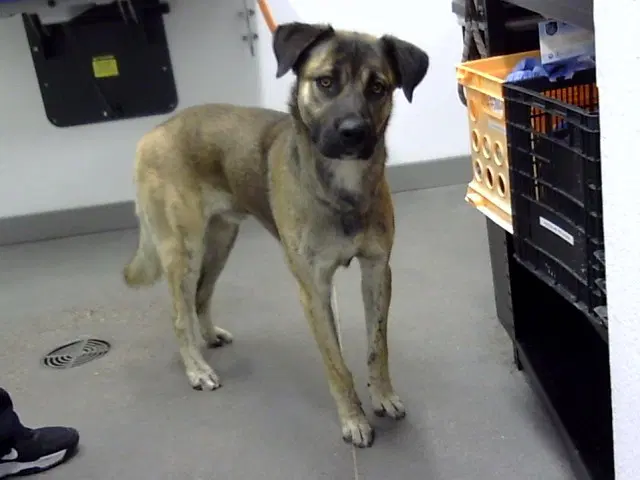 Grizlo - Anatolian Shepherd