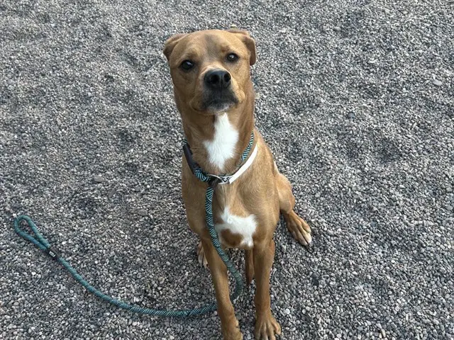 Kendrick - American Pit Bull Terrier