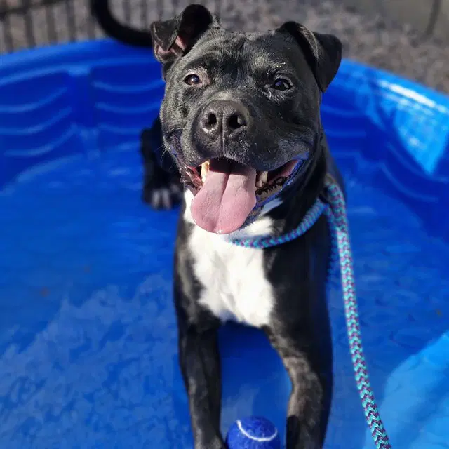 Bugatti - American Pit Bull Terrier