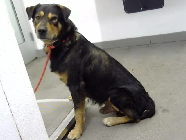 Timberland - German Shepherd Dog