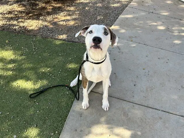 Bobby - American Pit Bull Terrier