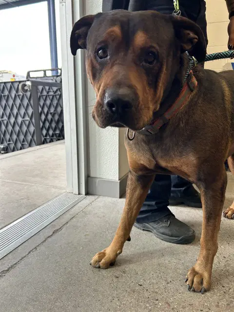 Cheeto - American Pit Bull Terrier